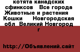 котята канадских сфинксов - Все города Животные и растения » Кошки   . Новгородская обл.,Великий Новгород г.